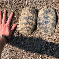 Tartarughe di terra marginata femmine