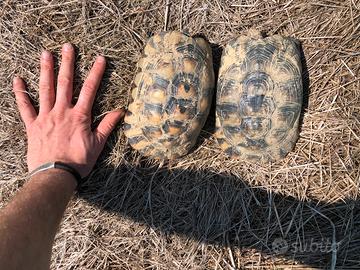 Tartarughe di terra marginata femmine