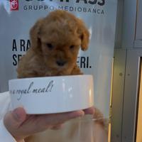 Mini barboncini albicocca