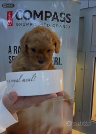 Mini barboncini albicocca