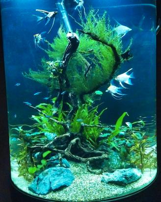 acquario cilindrico