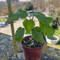 pianta di granadilla