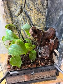 Teca exoterra