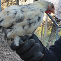 Polli tipo francesini