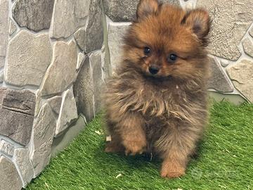 Spitz di Pomerania
