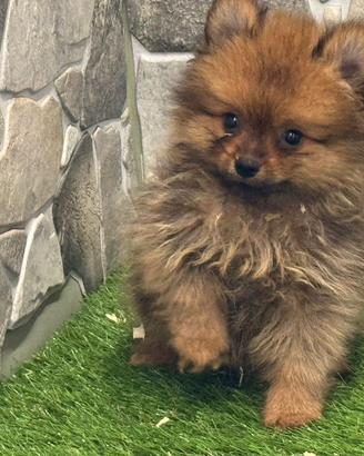 Spitz di Pomerania