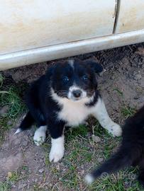 Cuccioli Border Collie