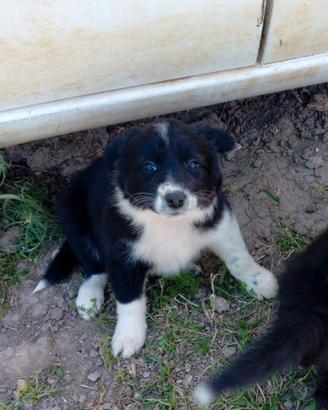 Cuccioli Border Collie