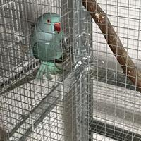 Disponibili parrocchetto da collare