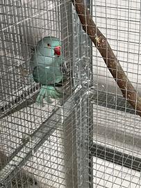 Disponibili parrocchetto da collare