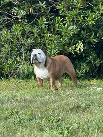 Bulldog inglese