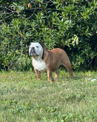 Bulldog inglese