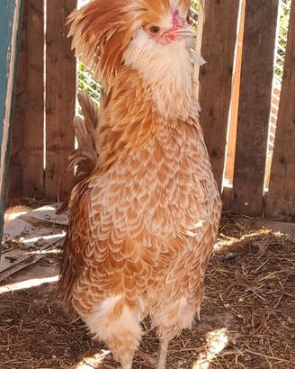 Gallo padovano