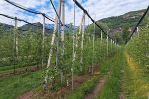 RGE 3/2025 Trib Bolazano - LOTTO 2