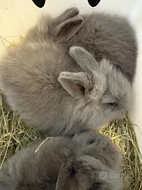 Blu di Vienna testa di leone