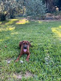 cuccioli di Rhodesian Ridgeback