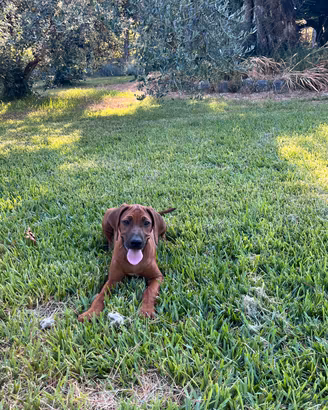 cuccioli di Rhodesian Ridgeback