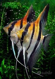 Coppia Scalari Manacapuru Red Back