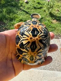 Taratruga astrochelys radiata