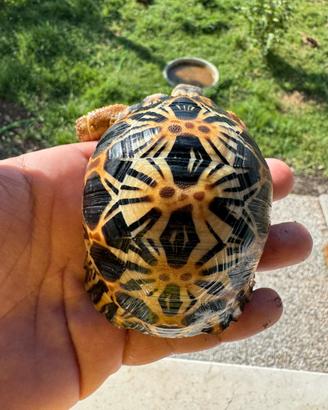 Taratruga astrochelys radiata