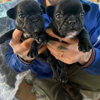 Bulldog francese