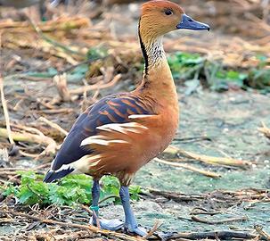Anatre dendrocigne