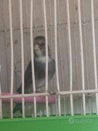 Ibrido di cardellino