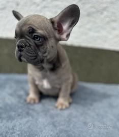 Bulldog francese fawn blu