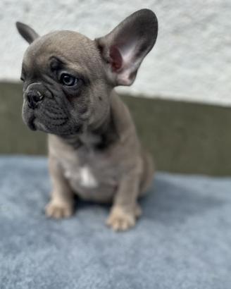 Bulldog francese fawn blu