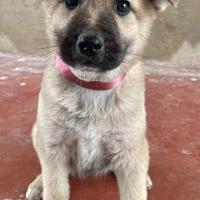 Piccolin8 macchiati panna e cioccolata