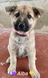 Piccolin8 macchiati panna e cioccolata