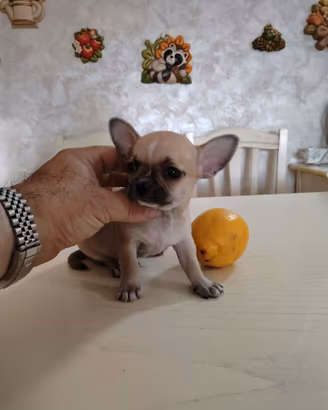 Cucciolo di Chihuahua Toy Maschio