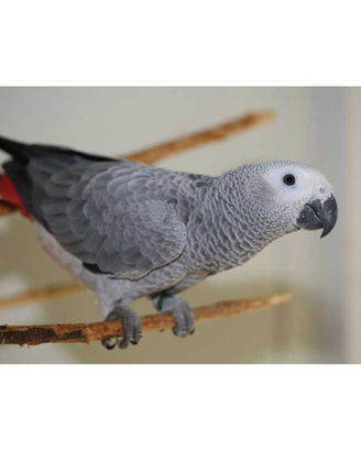 Pappagallo cenerino