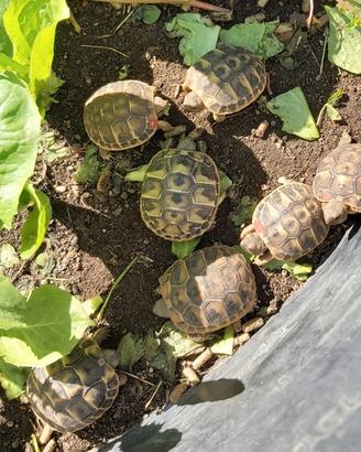 Tartarughe terra