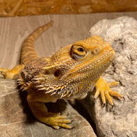 Pogona viticeps