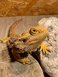 Pogona viticeps