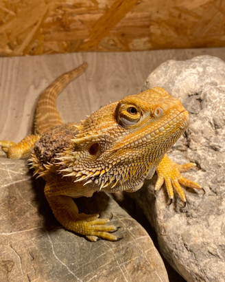 Pogona viticeps