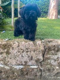 Cuccioli di Maltipoo
