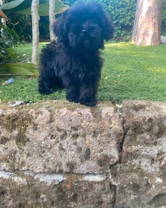Cuccioli di Maltipoo