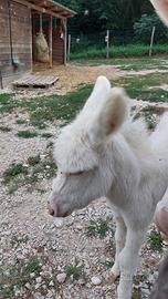 Asinello dell'asinara