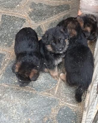 Pastore tedesco cuccioli