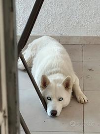 Monta siberian Husky