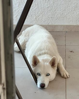 Monta siberian Husky