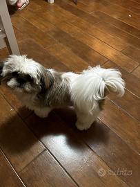 Cane per accoppiamento