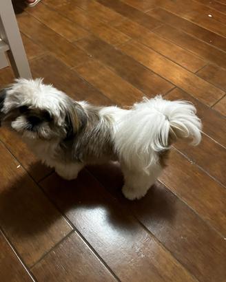 Cane per accoppiamento