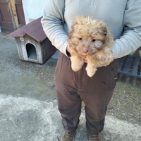 Cuccioli di 70 giorni