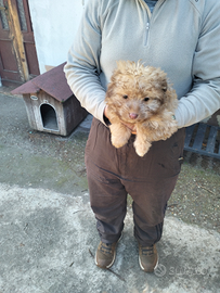 Cuccioli di 70 giorni