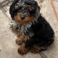 Barboncini Toy e mini Toy