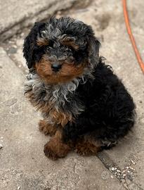 Barboncini Toy e mini Toy