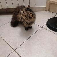 Gatti Persiani